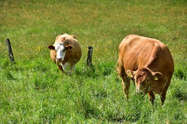 Sığır, inekler ve buzağı  