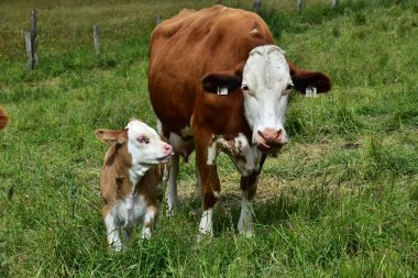 Cattle, cows and calves   clipart