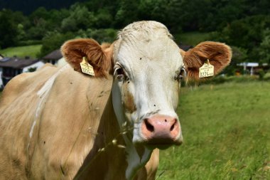 Sığır, inekler ve buzağı  