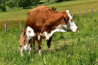 Cattle, cows and calves   clipart