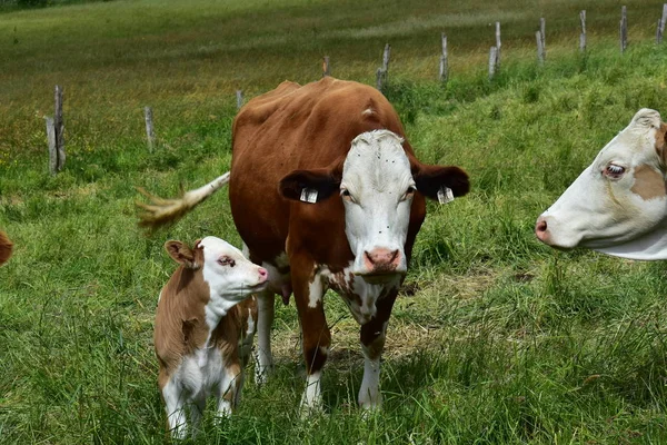 Bovinos Vacas Vitelos — Fotografia de Stock