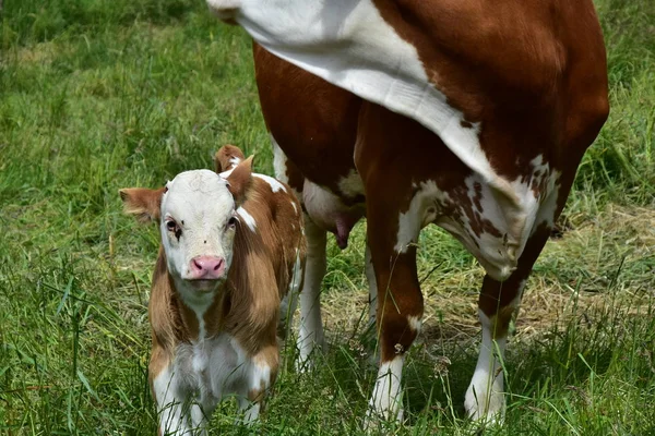 Cattle Cows Calves — Stock Photo, Image