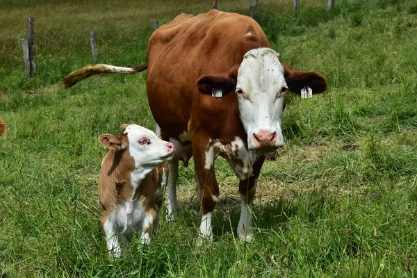 Bydło Krowy Cielęta — Zdjęcie stockowe