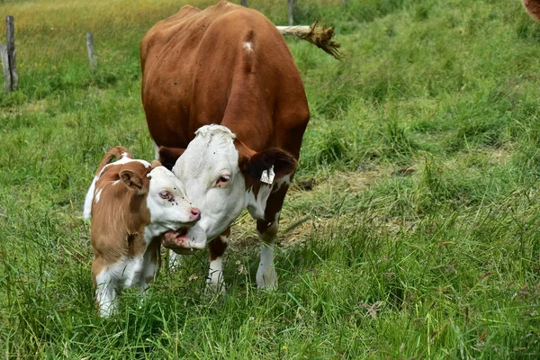 Cattle Cows Calves — Stock Photo, Image