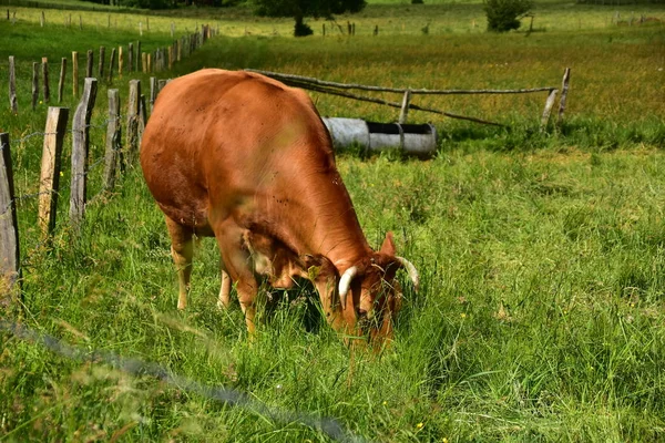 Bovinos Vacas Vitelos — Fotografia de Stock