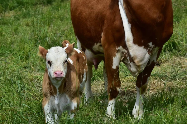 Cattle Cows Calves — Stock Photo, Image