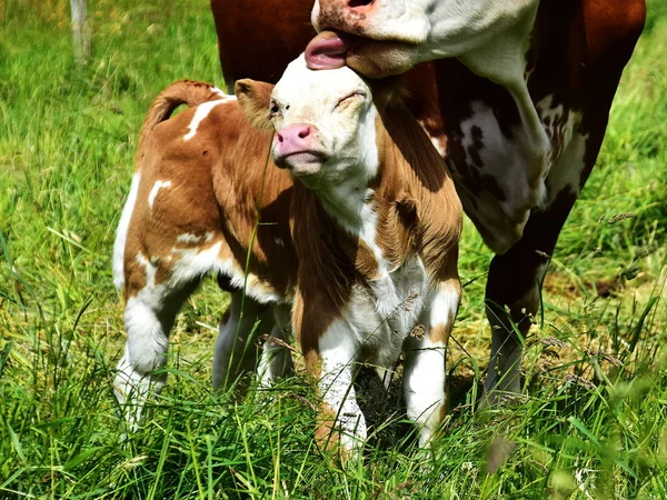 Nötkreatur Kor Och Kalvar — Stockfoto