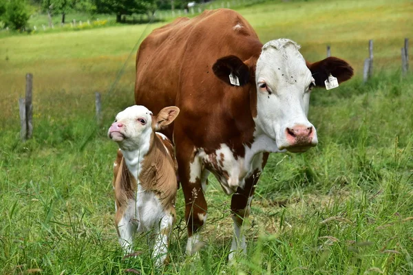 Sığır, inekler ve buzağı  
