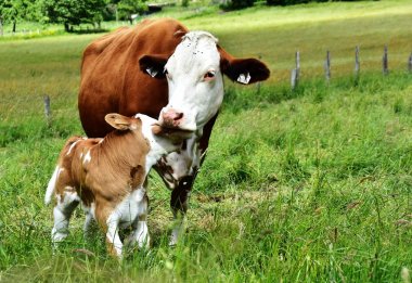 Cattle, cows and calves   clipart