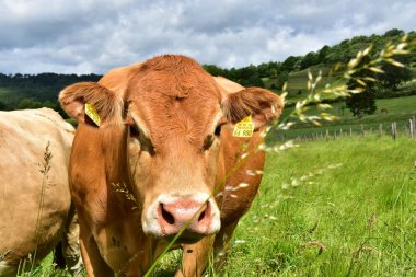 Sığır, inekler ve buzağı  