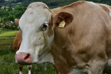 Sığır, inekler ve buzağı  