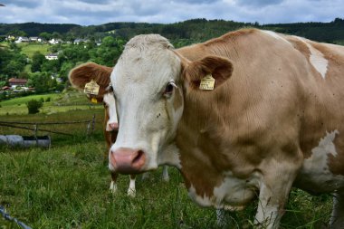 Sığır, inekler ve buzağı  