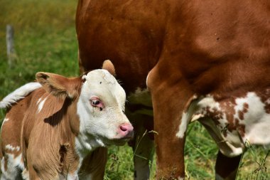 Sığır, inekler ve buzağı  