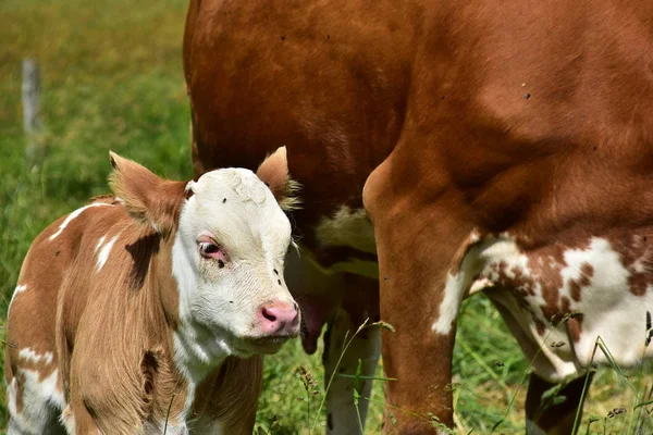 Bovinos Vacas Terneros —  Fotos de Stock