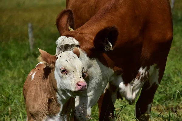 Nötkreatur Kor Och Kalvar — Stockfoto