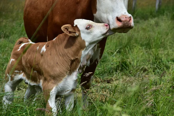 Nötkreatur Kor Och Kalvar — Stockfoto