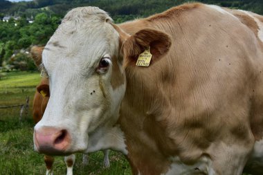 Sığır, inekler ve buzağı