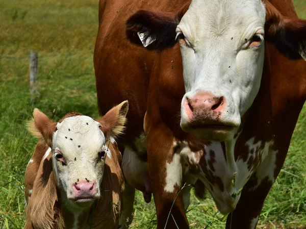 Bovinos Vacas Terneros —  Fotos de Stock