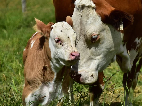 Bovinos Vacas Terneros —  Fotos de Stock