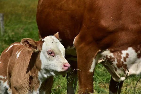 Bovinos Vacas Terneros —  Fotos de Stock