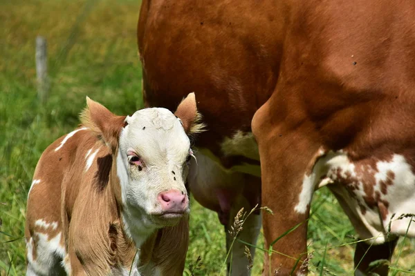 Bovinos Vacas Terneros —  Fotos de Stock