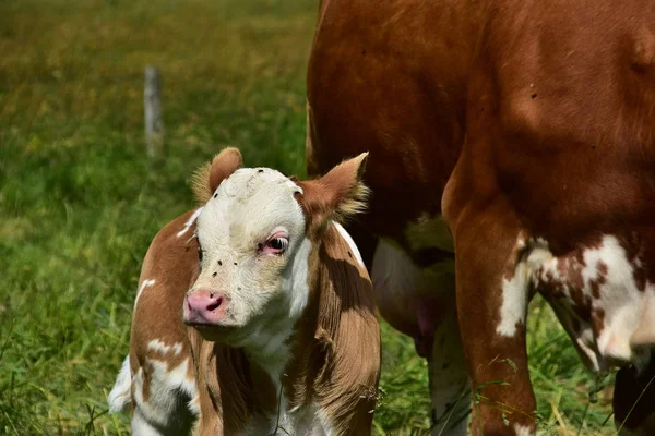 Cattle Cows Calves — Stock Photo, Image