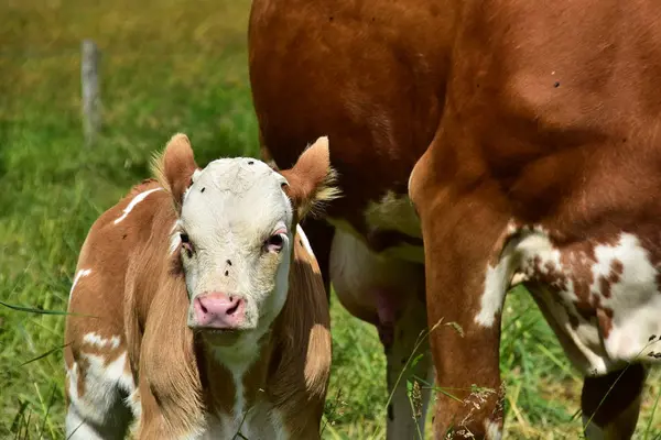 Cattle Cows Calves — Stock Photo, Image