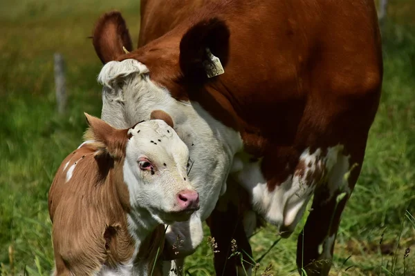 Cattle Cows Calves — Stock Photo, Image