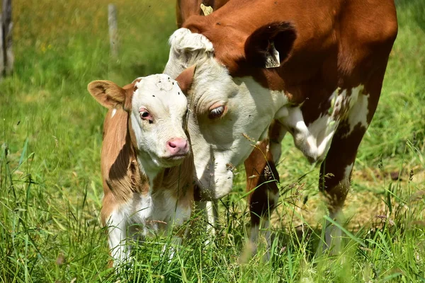 Nötkreatur Kor Och Kalvar — Stockfoto