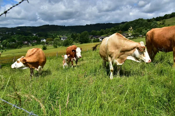 Nötkreatur Kor Och Kalvar — Stockfoto