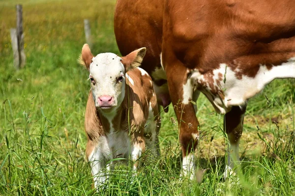 Sığır, inekler ve buzağı