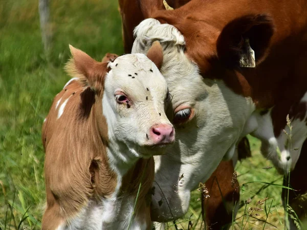 Bovinos Vacas Vitelos Imagens De Bancos De Imagens