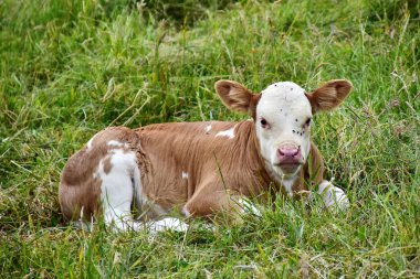 Sığır, ans buzağılar