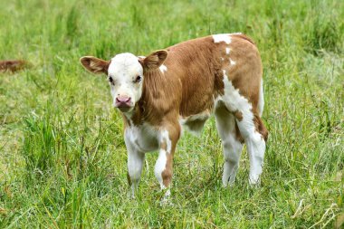 Cattle, cows ans calves clipart