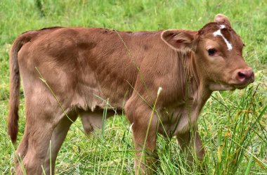 Sığır, ans buzağılar