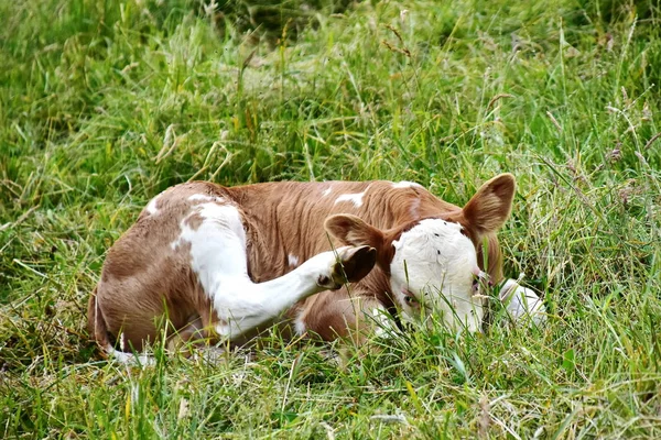 Cattle Cows Ans Calves — Stock Photo, Image