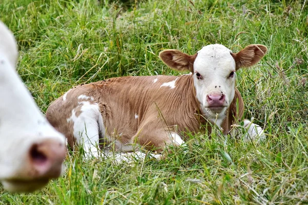 Cattle Cows Ans Calves — Stock Photo, Image