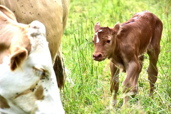 Cattle Cows Ans Calves — Stock Photo, Image