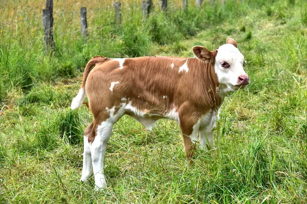 Cattle Cows Ans Calves — Stock Photo, Image