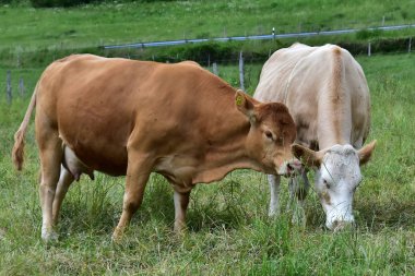 Sığır, inekler ve buzağı