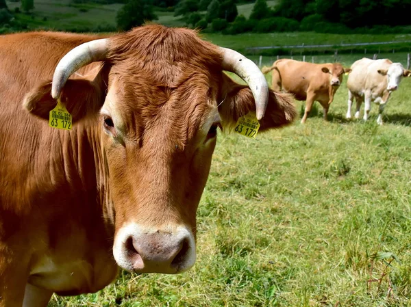 Bovinos Vacas Vitelos — Fotografia de Stock