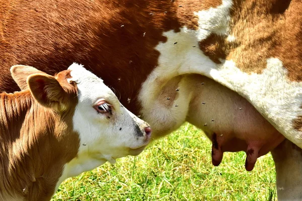 Nötkreatur Kor Och Kalvar — Stockfoto