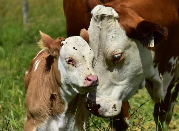 Sığır, inekler ve buzağı