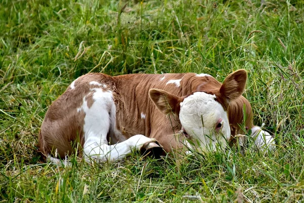 Cattle Cows Calves — Stock Photo, Image