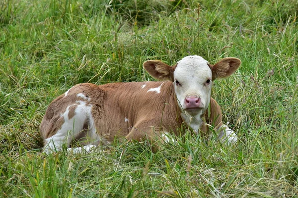 Bovinos Vacas Terneros — Foto de Stock