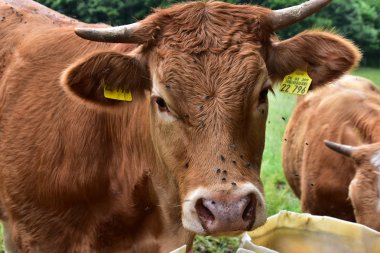 Sığır, inekler ve buzağı