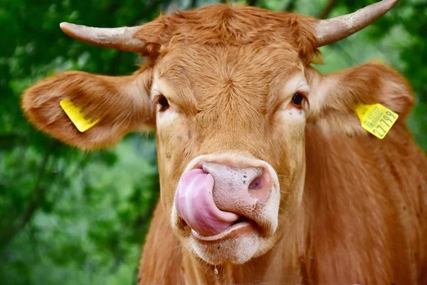 Sığır, inekler ve buzağı