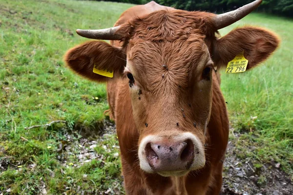 Bovinos Vacas Terneros —  Fotos de Stock