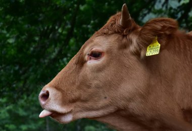 Sığır, inekler ve buzağı