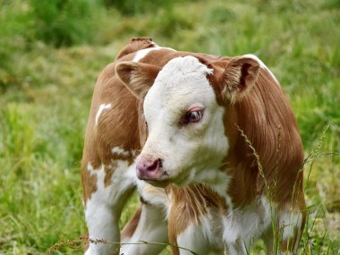 Sığır, inekler ve buzağı